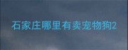 石家庄哪里有卖宠物狗