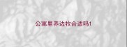 公寓里养边牧合适吗