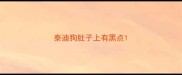 泰迪狗肚子上有黑点
