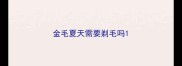 金毛夏天需要剃毛吗