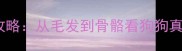 金毛犬年龄鉴别全攻略从毛发到骨骼看狗狗真实岁数附对比图