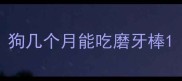 狗几个月能吃磨牙棒