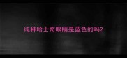 纯种哈士奇眼睛是蓝色的吗