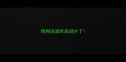 狗狗洗澡耳朵进水了