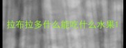 拉布拉多什么能吃什么水果