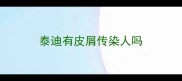 泰迪有皮屑传染人吗