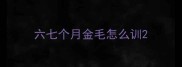 六七个月金毛怎么训