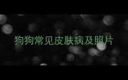 狗狗常见皮肤病及照片
