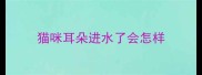 猫咪耳朵进水了会怎样