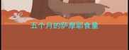 五个月的萨摩耶食量