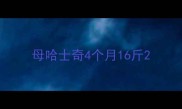 母哈士奇4个月16斤