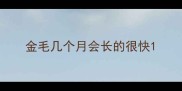 金毛几个月会长的很快
