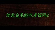 幼犬金毛能吃米饭吗