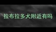 拉布拉多犬附近有吗