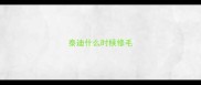 泰迪什么时候修毛