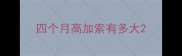 四个月高加索有多大