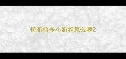 拉布拉多小奶狗怎么喂