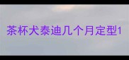 茶杯犬泰迪几个月定型