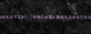 金毛脚底毛该不该剃养狗人必看脚底毛过长会引发这5大问题