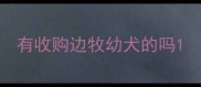有收购边牧幼犬的吗
