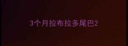 3个月拉布拉多尾巴