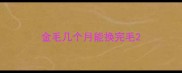 金毛几个月能换完毛