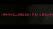 上海萌宠日常猫咪见老鼠上演猫鼠游戏网友这届猫主子太会玩啦