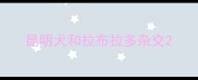 昆明犬和拉布拉多杂交