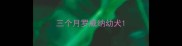 三个月罗威纳幼犬