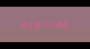 哈士奇2个月照片