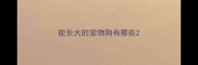 能长大的宠物狗有哪些