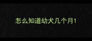怎么知道幼犬几个月