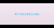 两个月哈士奇怎么训练