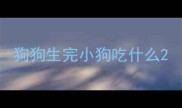 狗狗生完小狗吃什么