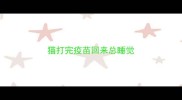 猫打完疫苗回来总睡觉