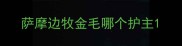 萨摩边牧金毛哪个护主