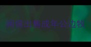闽侯出售成年公边牧