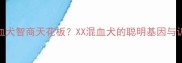 边牧混血犬智商天花板XX混血犬的聪明基因与训练指南