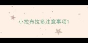 小拉布拉多注意事项