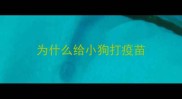 为什么给小狗打疫苗