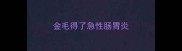 金毛得了急性肠胃炎