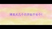 博美犬几个月开始不长个