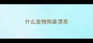 什么宠物狗最漂亮