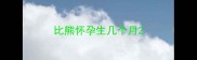比熊怀孕生几个月
