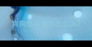 狗狗感染细小怎么办