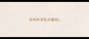 拉布拉多肚犬瘟热