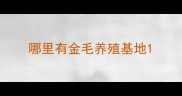哪里有金毛养殖基地