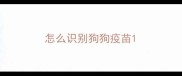 怎么识别狗狗疫苗