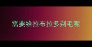 需要给拉布拉多剃毛呢