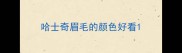 哈士奇眉毛的颜色好看
